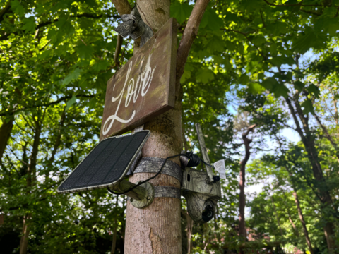 A camouflaged wildlife camera and solar panel, attatched to a tree with a wooden sign reading 'love'. 